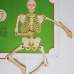 Photo 5 - Notre corps Les os les muscles