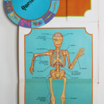 Photo 8 - Notre corps Les os les muscles