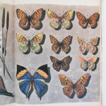 Photo 5 - Les papillons