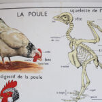 Photo 5 - Affiche Poule et Pigeon