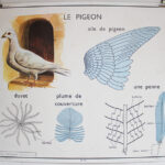 Photo 1 - Affiche Poule et Pigeon