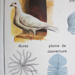 Photo 2 - Affiche Poule et Pigeon