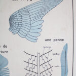 Photo 3 - Affiche Poule et Pigeon