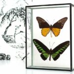 Papillons naturalisés