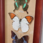 Photo 2 - Cadre 3 papillons