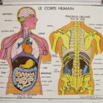 Photo 1 - Affiche Corps humain et Appareil digestif