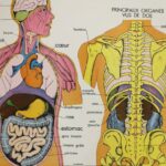 Affiche Corps humain et Appareil digestif
