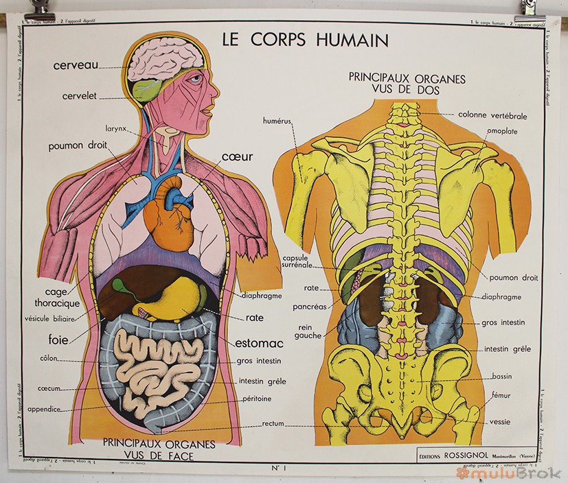 Affiche Corps humain et Appareil digestif
