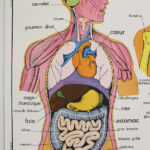 Photo 2 - Affiche Corps humain et Appareil digestif
