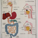 Photo 4 - Affiche Corps humain et Appareil digestif