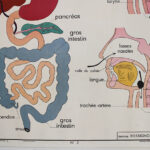 Photo 6 - Affiche Corps humain et Appareil digestif