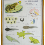 Affiche la Grenouille la Perche