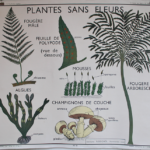 Photo 1 - Affiche Plantes sans fleurs et Classification des végétaux