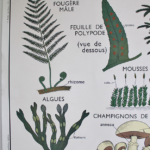 Photo 2 - Affiche Plantes sans fleurs et Classification des végétaux