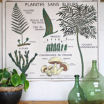 Affiche Plantes sans fleurs et Classification des végétaux