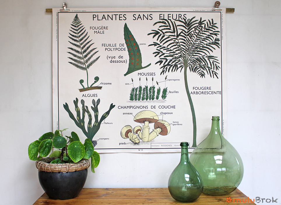 Affiche Plantes sans fleurs et Classification des végétaux
