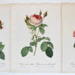 Photo 1 - Planches botaniques Les Roses de Redouté