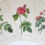 Planches botaniques Les Roses de Redouté