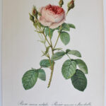 Photo 3 - Planches botaniques Les Roses de Redouté