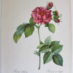 Photo 4 - Planches botaniques Les Roses de Redouté