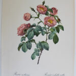 Photo 5 - Planches botaniques Les Roses de Redouté