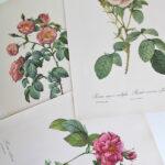 Photo 2 - Planches botaniques Les Roses de Redouté