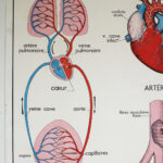 Photo 2 - Affiche La Circulation du sang et Le Cœur