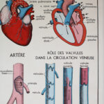 Photo 3 - Affiche La Circulation du sang et Le Cœur