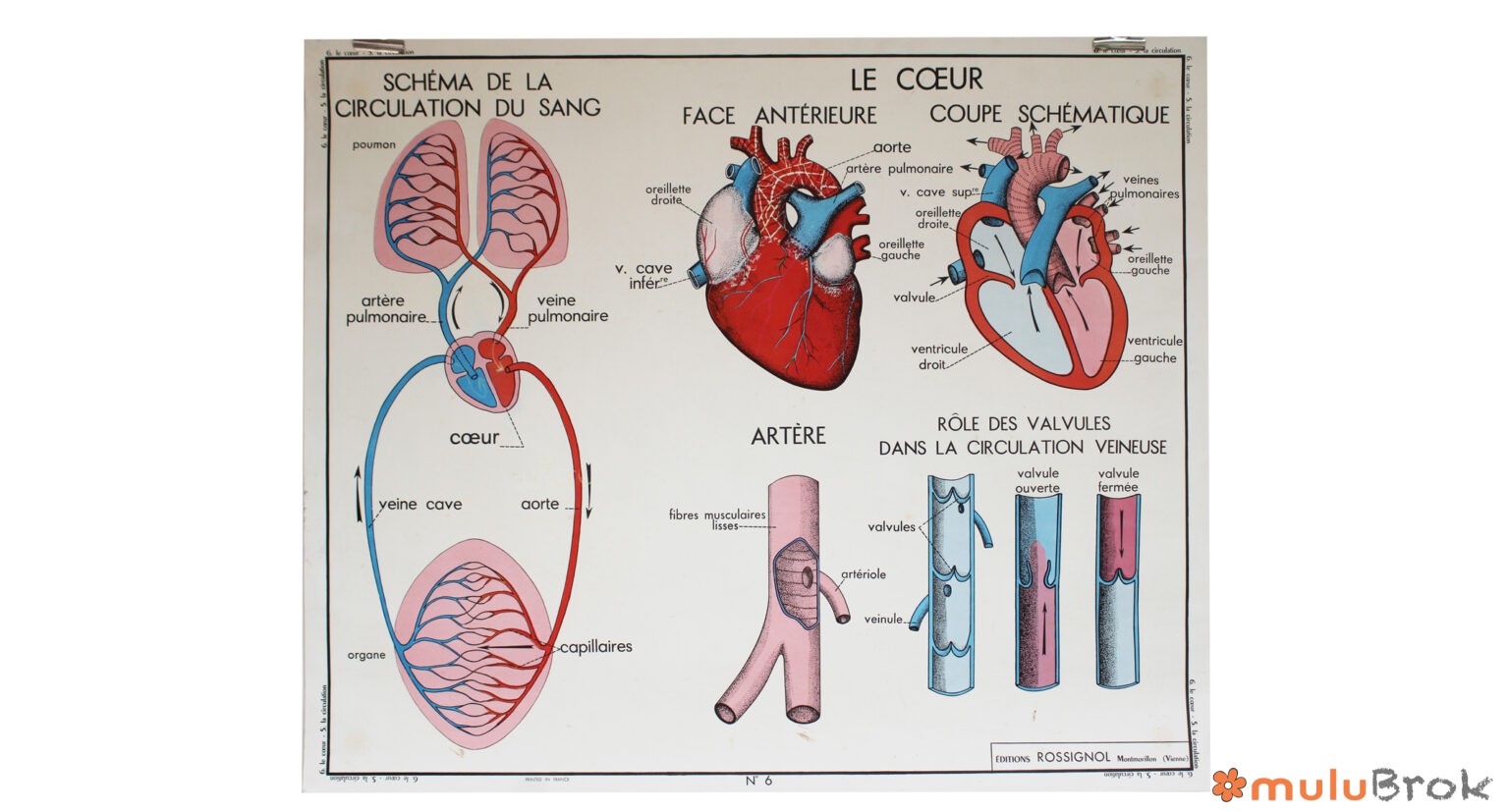 Affiche La Circulation du sang et Le Cœur