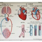 Affiche La Circulation du sang et Le Cœur