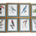 Lithographie Les Oiseaux Exotiques