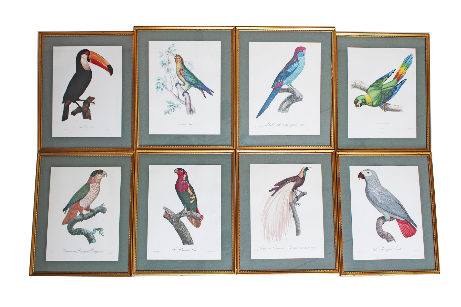 Lithographie Les Oiseaux Exotiques