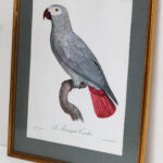 Photo 7 - Lithographie Les Oiseaux Exotiques