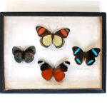 Photo 5 - Coffret 4 papillons (1975)