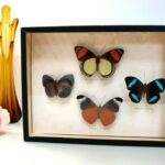 Coffret 4 papillons (1975)