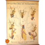 Affiche Dernière mue du criquet pèlerin