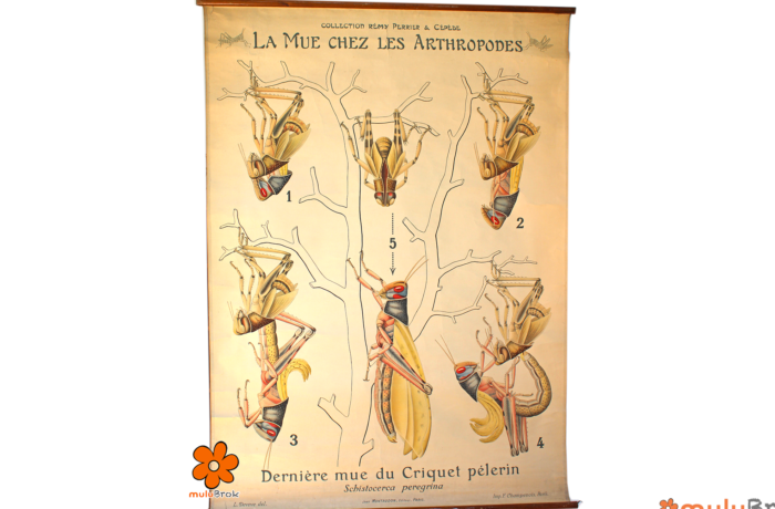 Dessin Original Criquets – Entomologie – Collection Perrier & Cépède – 151 Cm