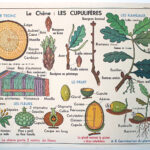 Photo 4 - Affiche Les Liliacées  et le Chêne