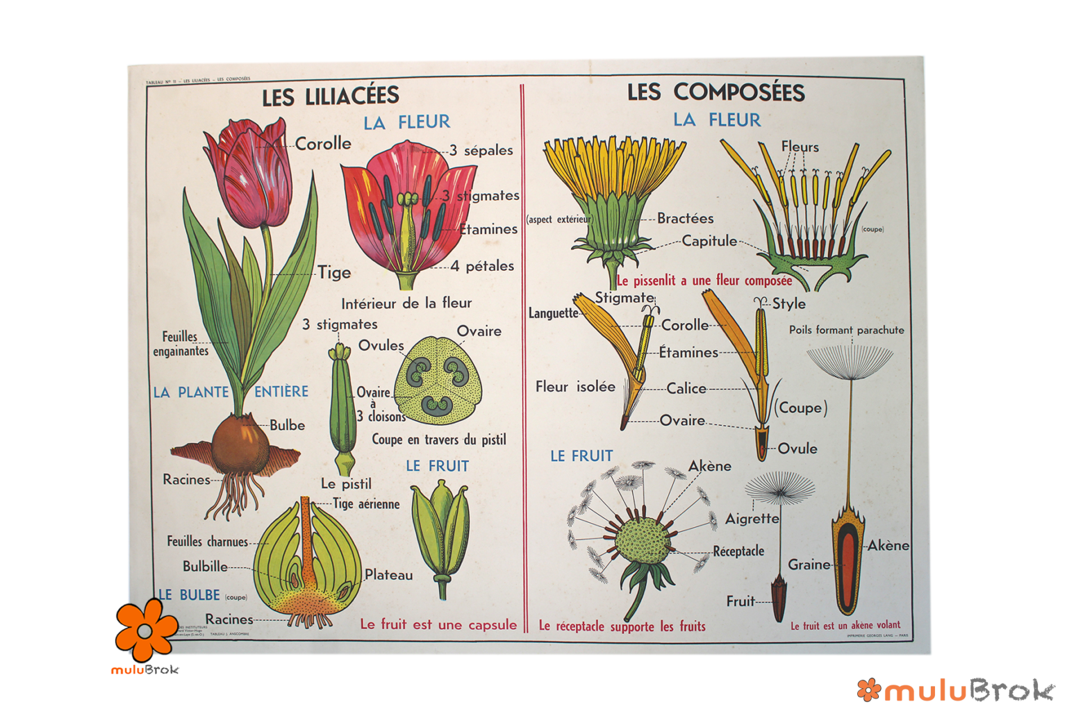 Affiche Les Liliacées  et le Chêne