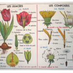 Affiche Les Liliacées  et le Chêne