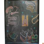 Affiche l’appareil digestif Docteur Auzoux