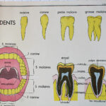 Photo 2 - Affiche Dents et Digestion