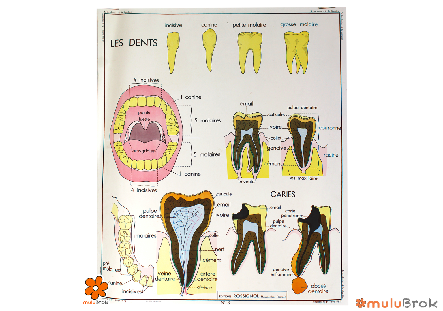 Affiche Dents et Digestion