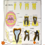 Affiche Dents et Digestion