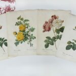 Planche botanique Les Roses de Redouté