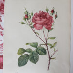 Photo 2 - Planche botanique Les Roses de Redouté