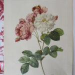 Photo 3 - Planche botanique Les Roses de Redouté