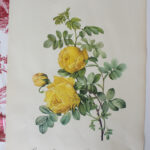 Photo 4 - Planche botanique Les Roses de Redouté