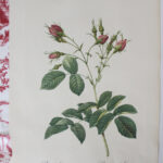 Photo 5 - Planche botanique Les Roses de Redouté