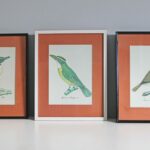 Lithographie Les Oiseaux exotiques